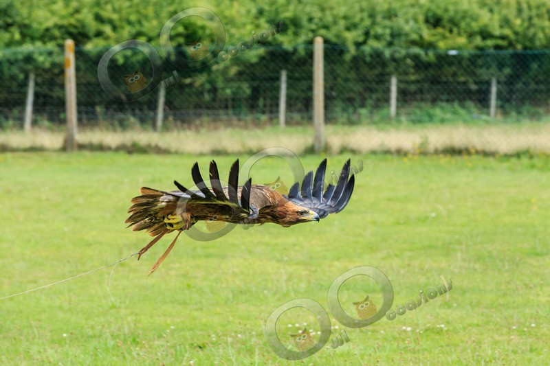 golden eagle Aquila chrysaetos-1047 - BoP from around the world