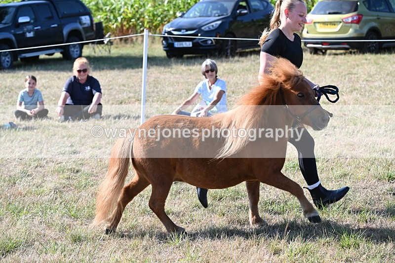 WJ6_7290 - Class 33 Rescue Pony