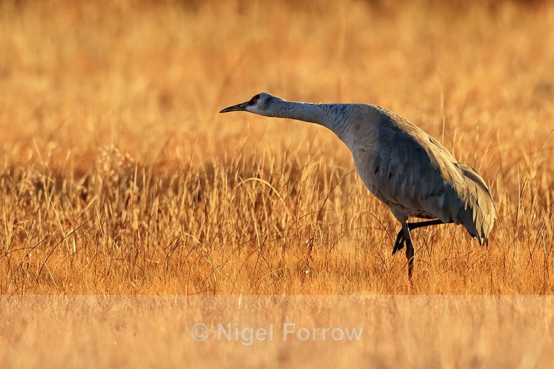 Sandhill Crane preparing for takeoff at dawn, Bosque del Apache - Sandhill Crane