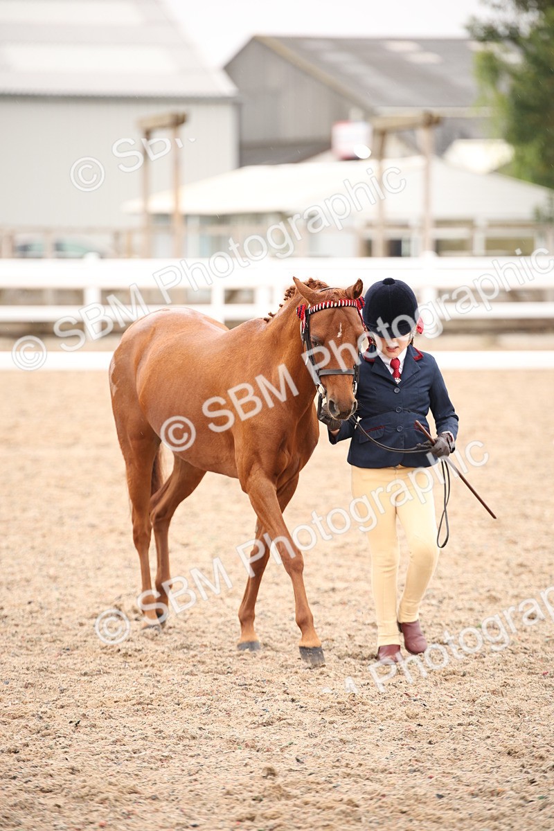 SBM_20109 - Class 702 - IH  Show Horse Pony