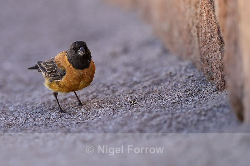 Black-hooded Sierra-Finch (male), El Tatio, Chile - Black-hooded Sierra-Finch