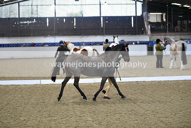 WJ5_3600 - Class 5 In Hand Veterans