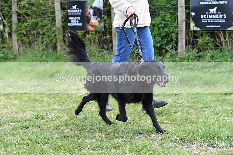 WJ5_0079 - Class 5 Best Veteran / 7 years & over