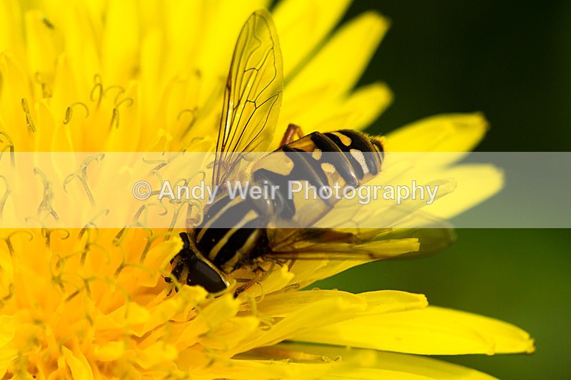 20130825-_MG_5387 - Insects