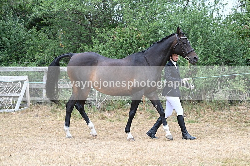 WJ7_9013 - Class 4a Prettiest Mare 14.2hh and over