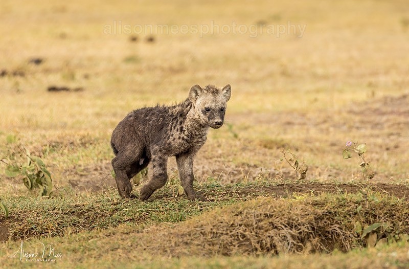  - African Safaris