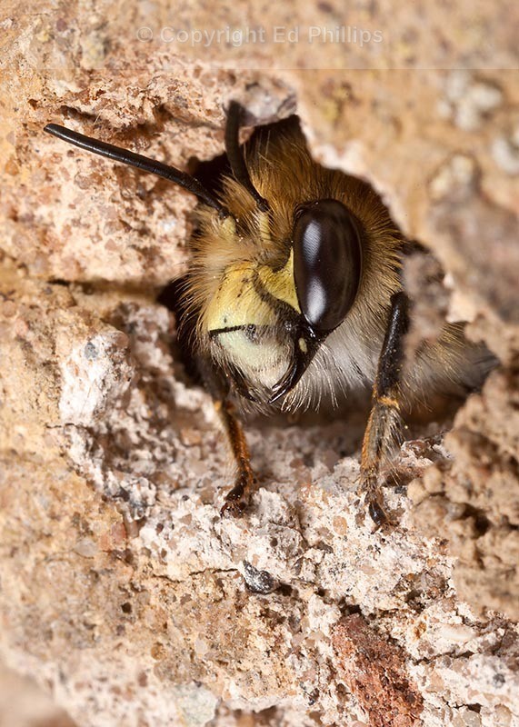 Anthophora  plumipes (m)