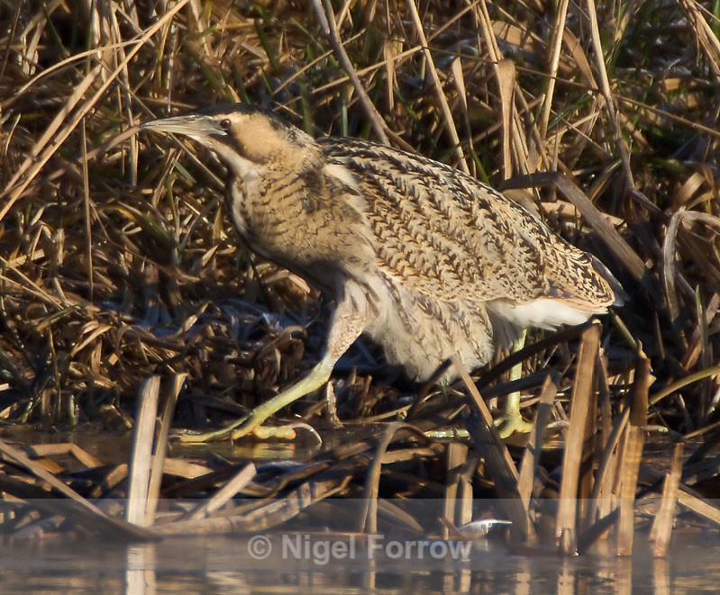 Bittern gingerly stepping out onto the ice - Bittern
