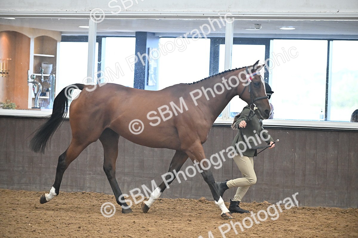 SBM_000115 - Class 6 - BSHA In Hand Racehorse to Show Horse