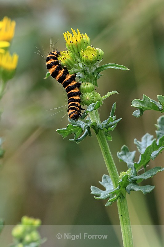 Cinnabar moth caterpillar, The Coombes, Hinton Parva, Wiltshire - INSECTS