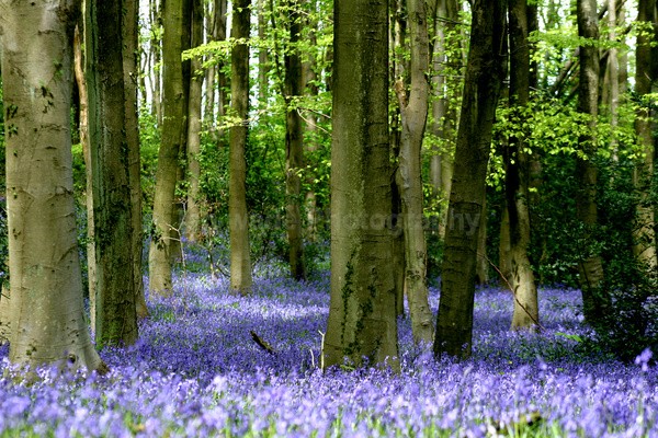 Bluebell wood  _S060 - Somerset landscape Photography