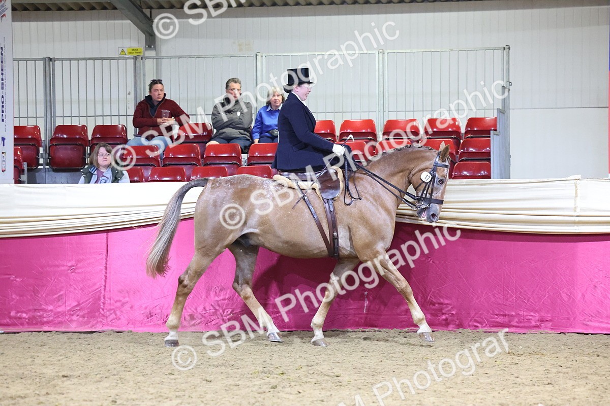 0B8A4227 - Class L Side Saddle Champ