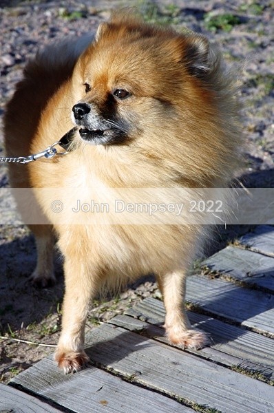 Tara 3 - Walking the Dog