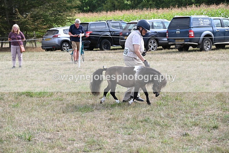 WJ6_7020 - Class 21 Shetland & Mini Horses