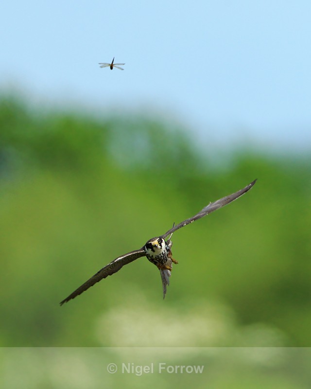 Hobby homes in on a dragonfly at Otmoor RSPB - Hobby