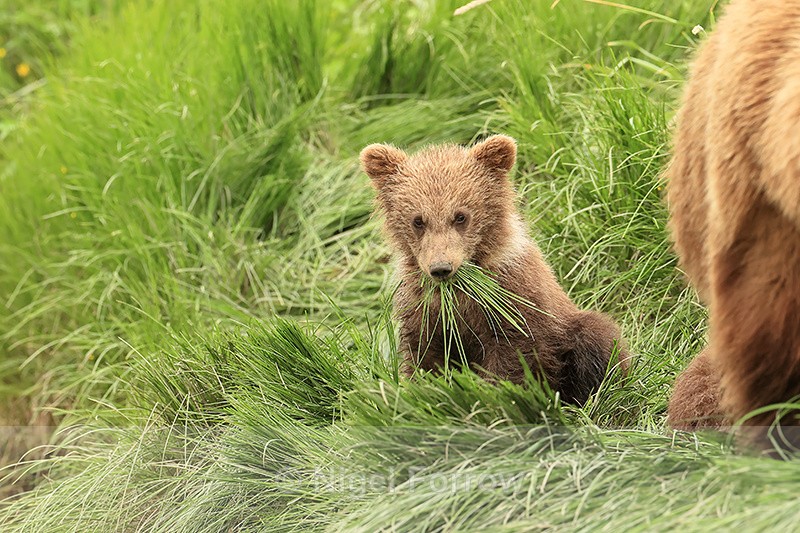 Brown Bear cub with mouthful of grass, Silver Salmon Creek, Alaska - Brown Bear