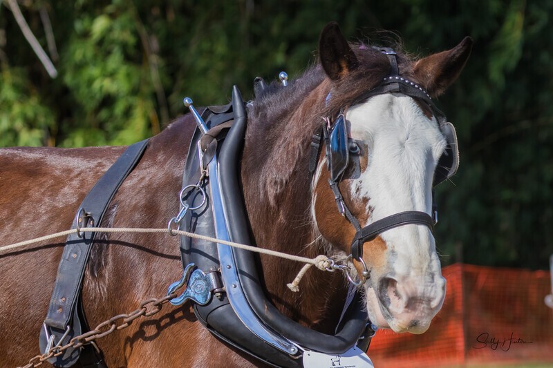 Clydesdale tacked up portrait 3. 0A3A7923 - 2025 Senic Rim Clydesdale Spectacular