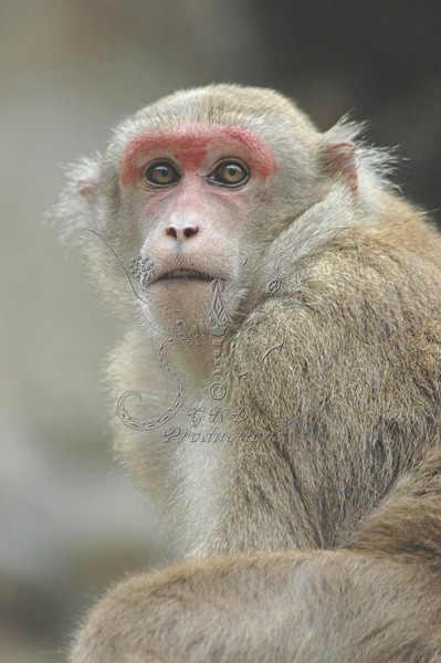 DSC_0141 - ANIMALS