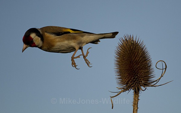 GOLDFINCH REF GOLD 9 - THE GOLDFINCH