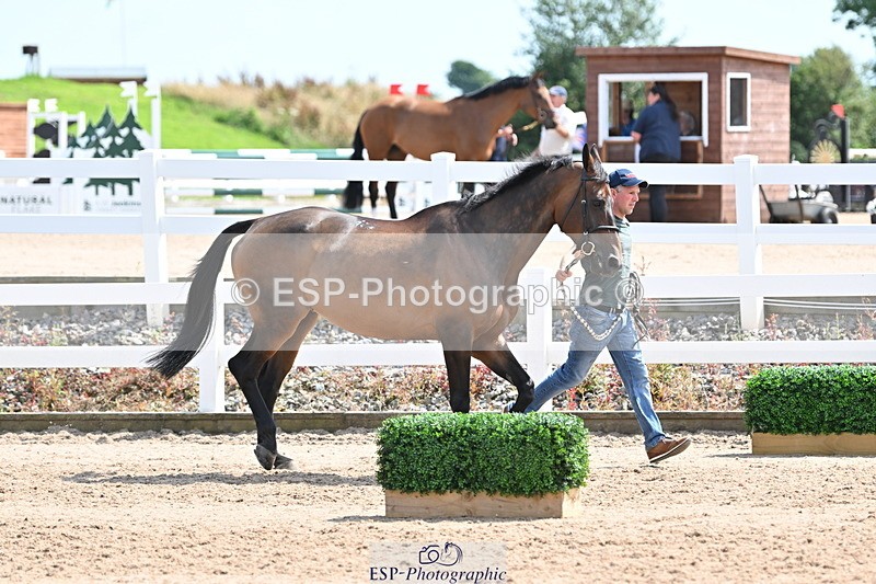 240717A-150136-02460 - Trot Up 3pm to 4pm