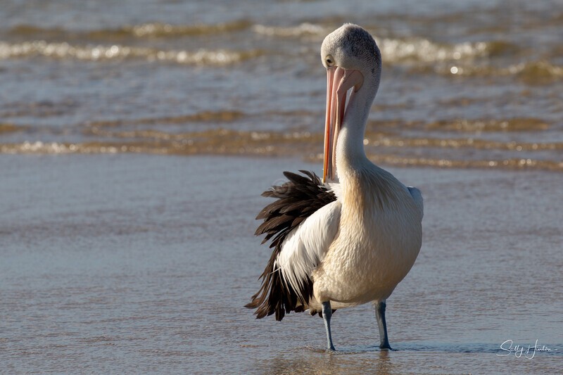 Pelican Preening