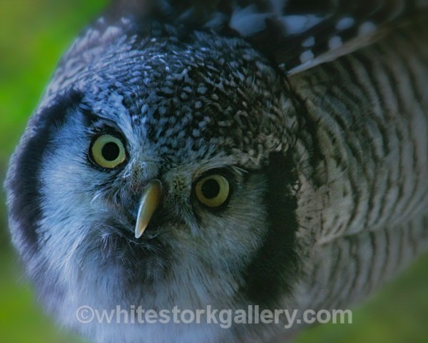 Little Tawny Owl - Wildlife and Animals