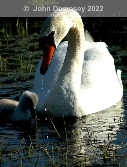 Swan and Cygnet at the Curlie - The Curlie