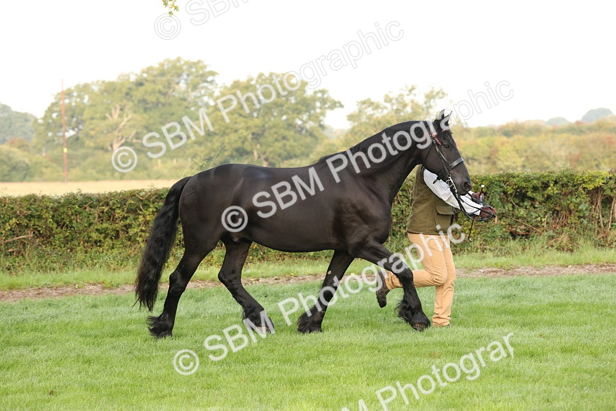 SBM_54404 - S51 - Foreign Breeds In Hand