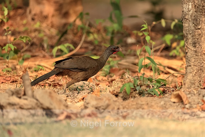 Chaco Chachalaca, Porto Jofre, Brazil - Chaco Chachalaca