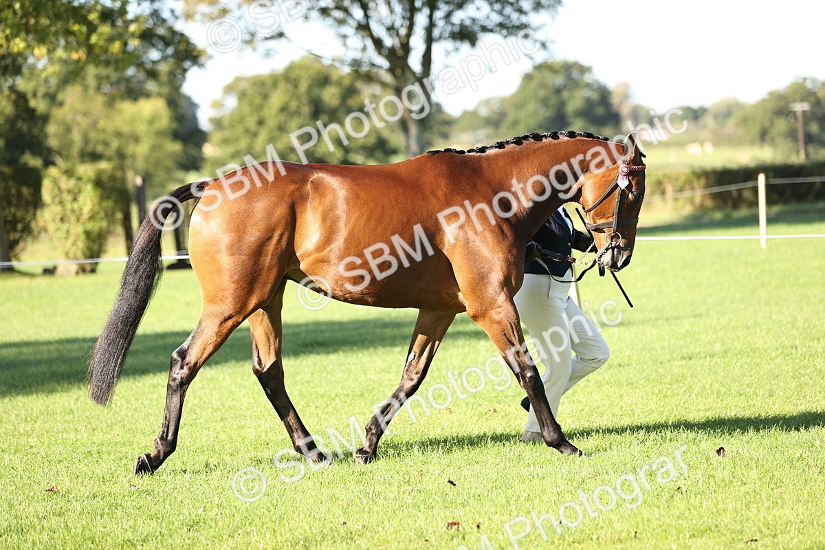 SBM_15756 - S1 - TSR in Hand Horse & Pony Showing