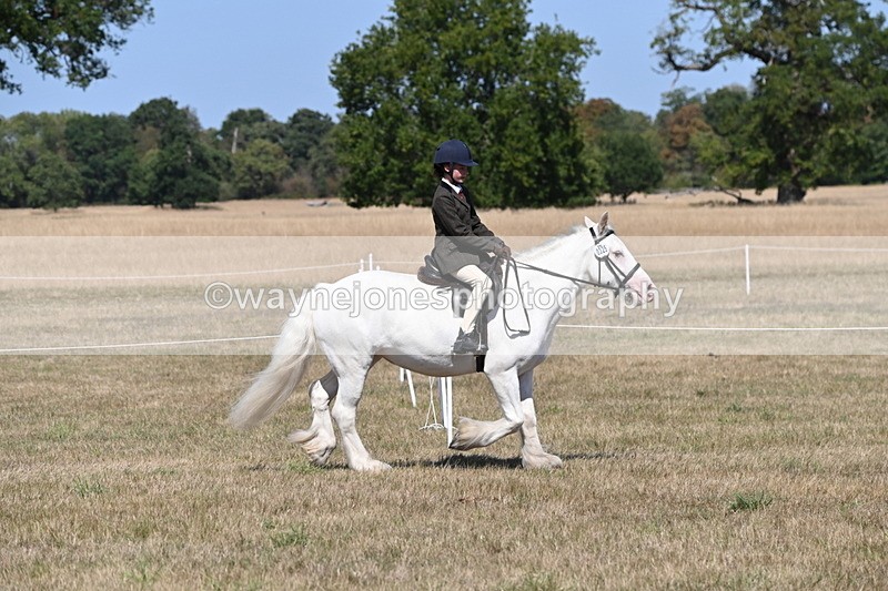 WJ6_8804 - Class 38 Ridden Riding Horse/Pony