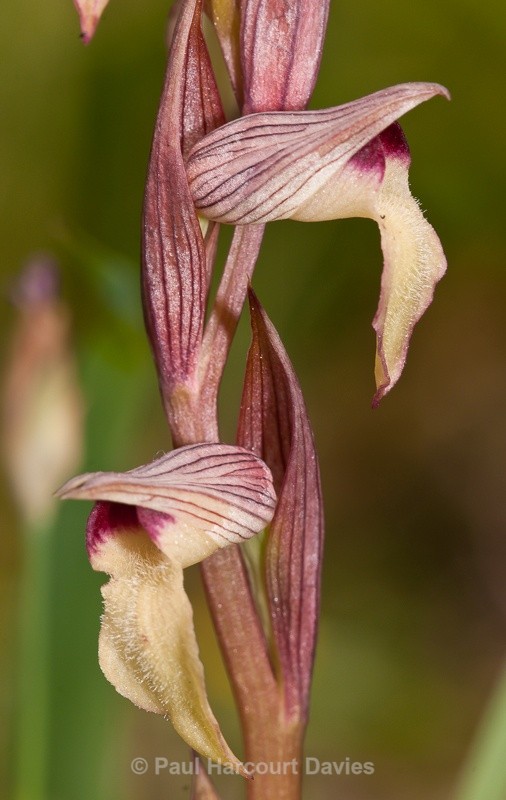  - Orchids - Crete
