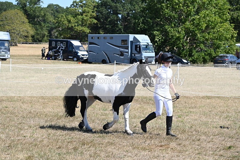 WJ6_8595 - Class 37b Best Loan Pony In-hand