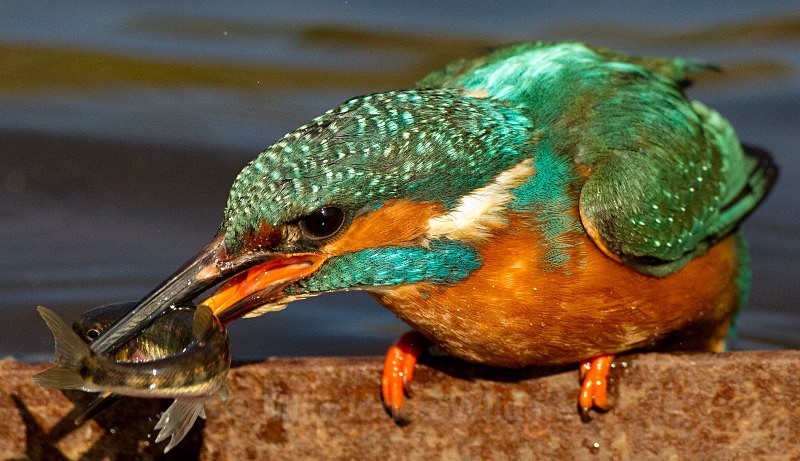 KINGFISHER no 18 - KINGFISHERS