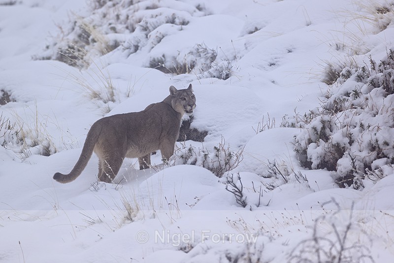 Puma Petaca in deep snow, Torres del Paine, Chile - Puma