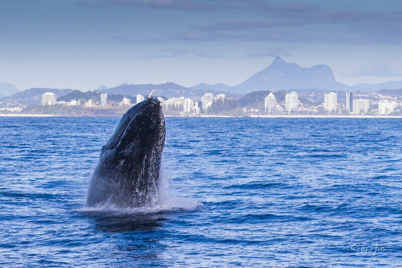 0A3A2085 - 2024 Whale Photos