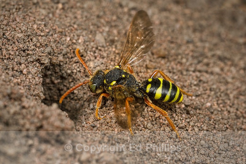 Nomada goodeniana (f) - Nomada goodeniana