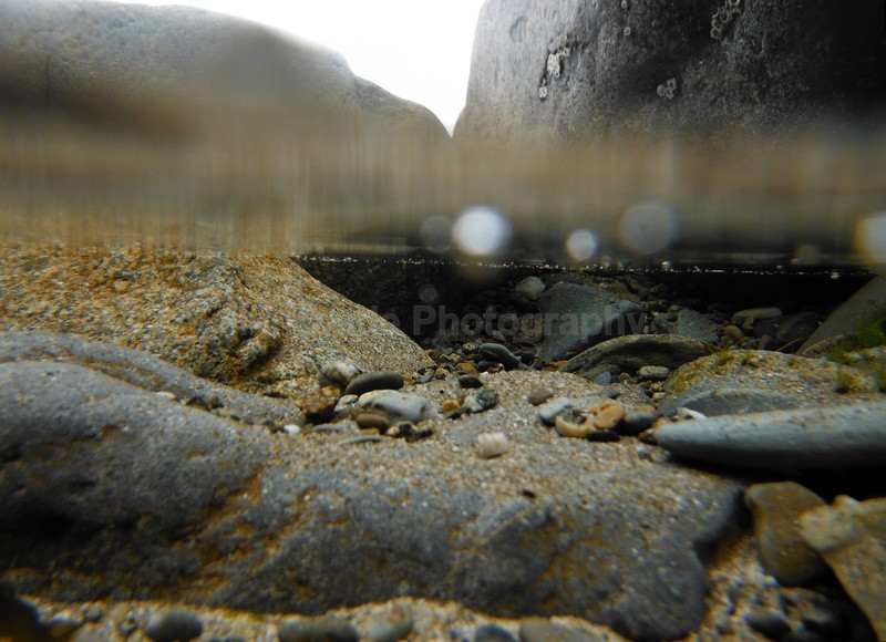  - Coastal Wildlife, Great Britain