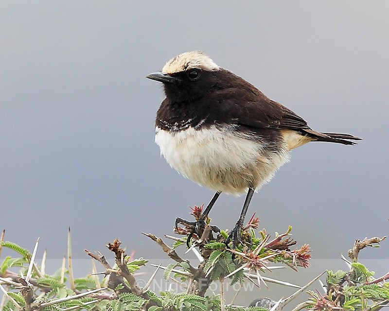 Pied Wheatear (male) perched on a thorny bush - Pied Wheatear