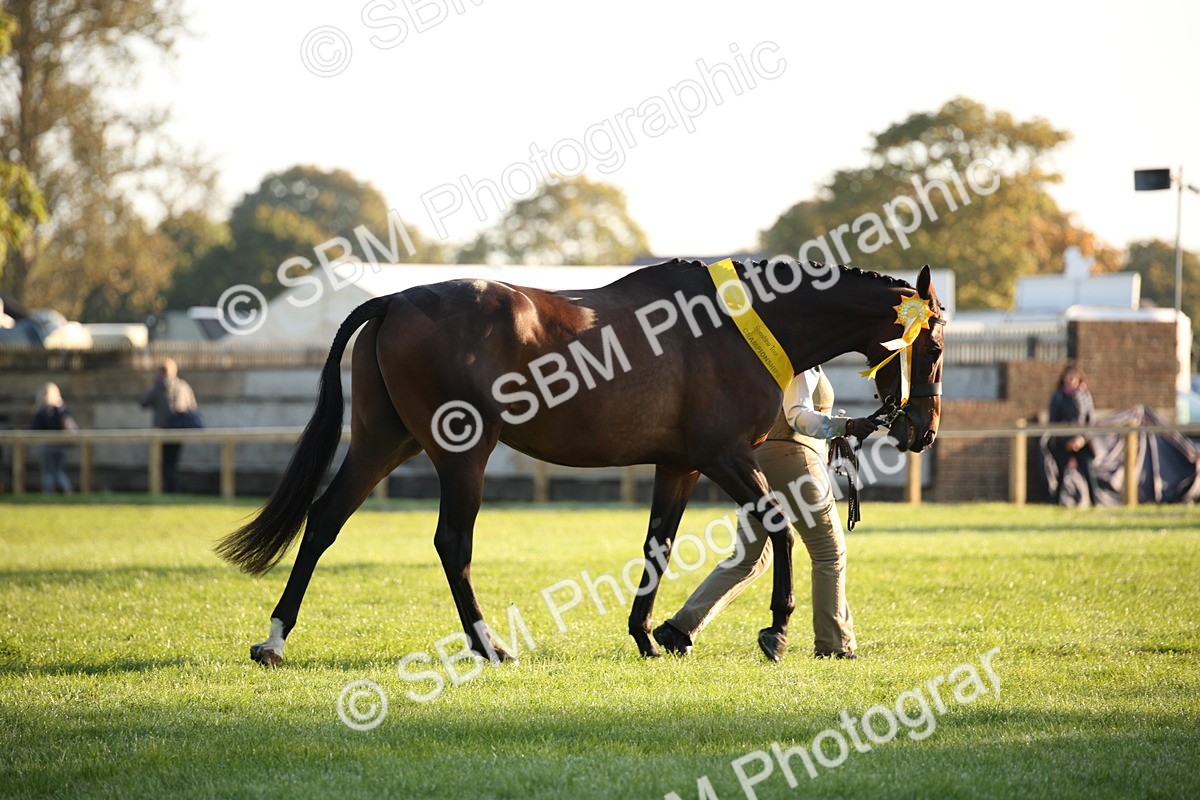 SBM_56937 - S49 - Riding Horse & Hack & Thoroughbred In Hand