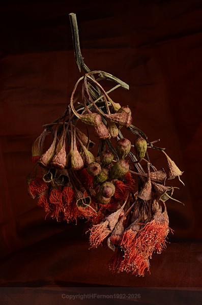  - STILL LIFE ORIGINS - 2011