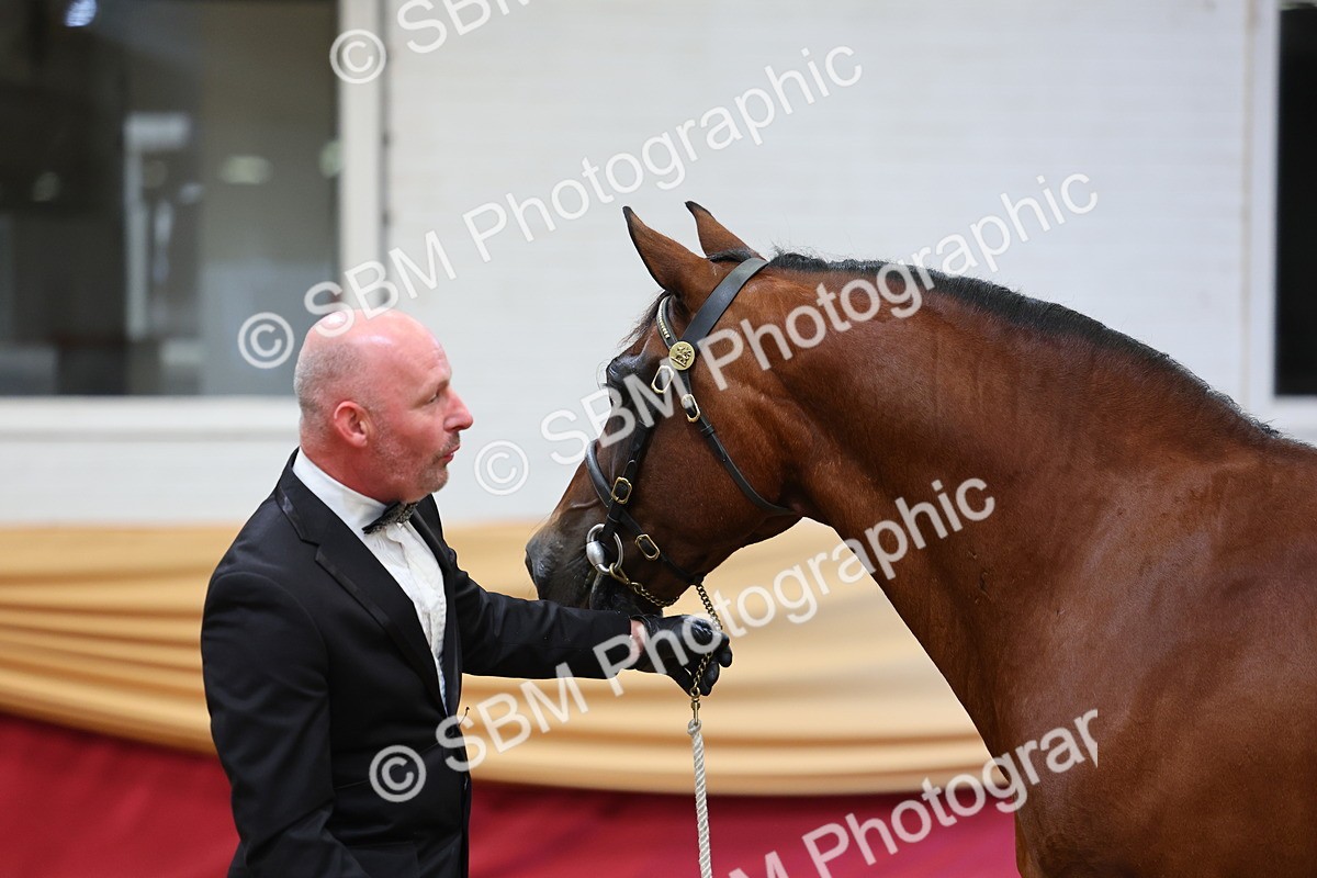 SBM_22697 - Class 903 - Supreme Final - IH Pre Vet