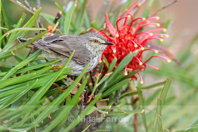 Karoo Prinia perched in bush, Simon's Town, South Africa - Karoo Prinia