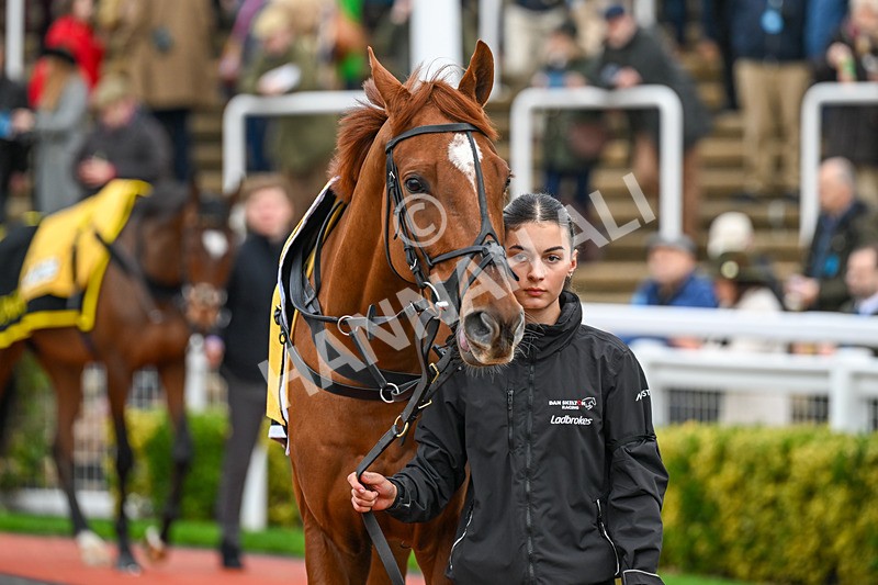 151125-Race 1-Precious Man -1824 - Race 1