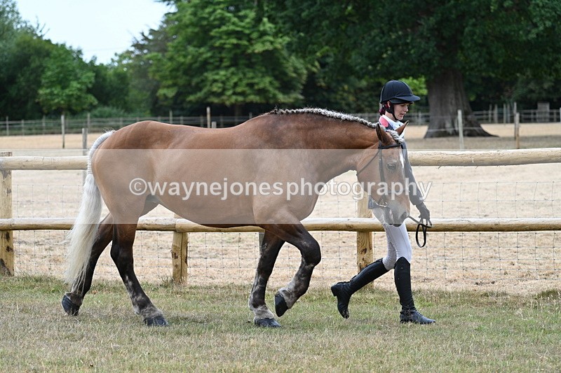 WJ7_8902 - Class 4a Prettiest Mare 14.2hh and over