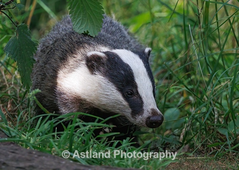 Badger - Latest Images