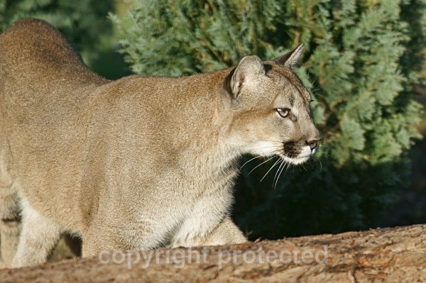 Valentina, Puma at WHF