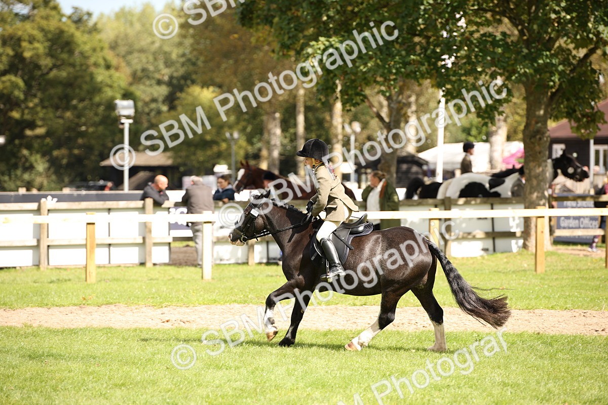 SBM_42284 - S13 - Pony Club Pony