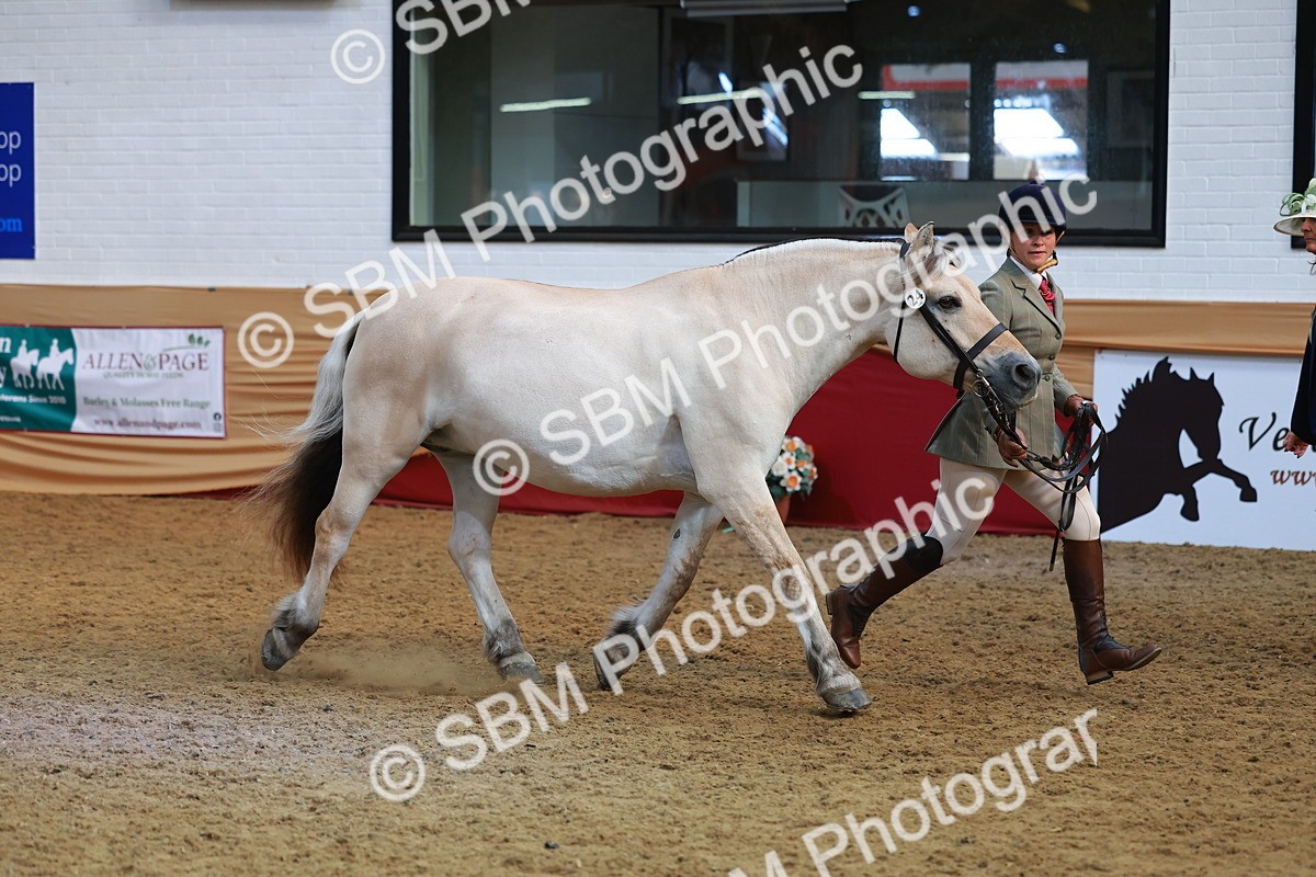 SBM_09550 - Class 102 - HOYS Veteran Qualifier - Ridden Veteran