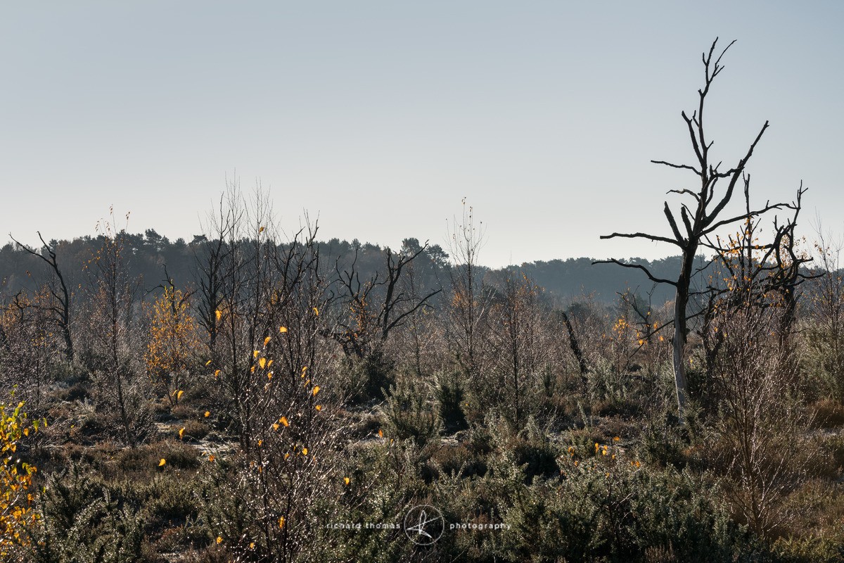 Black Diamonds III - Charred Recovery